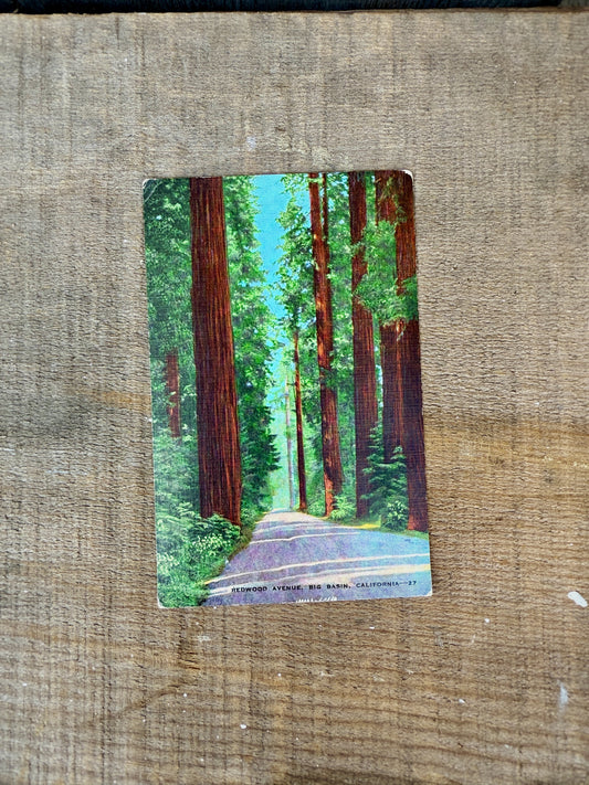 REDWOOD AVENUE 1930'S POSTCARD