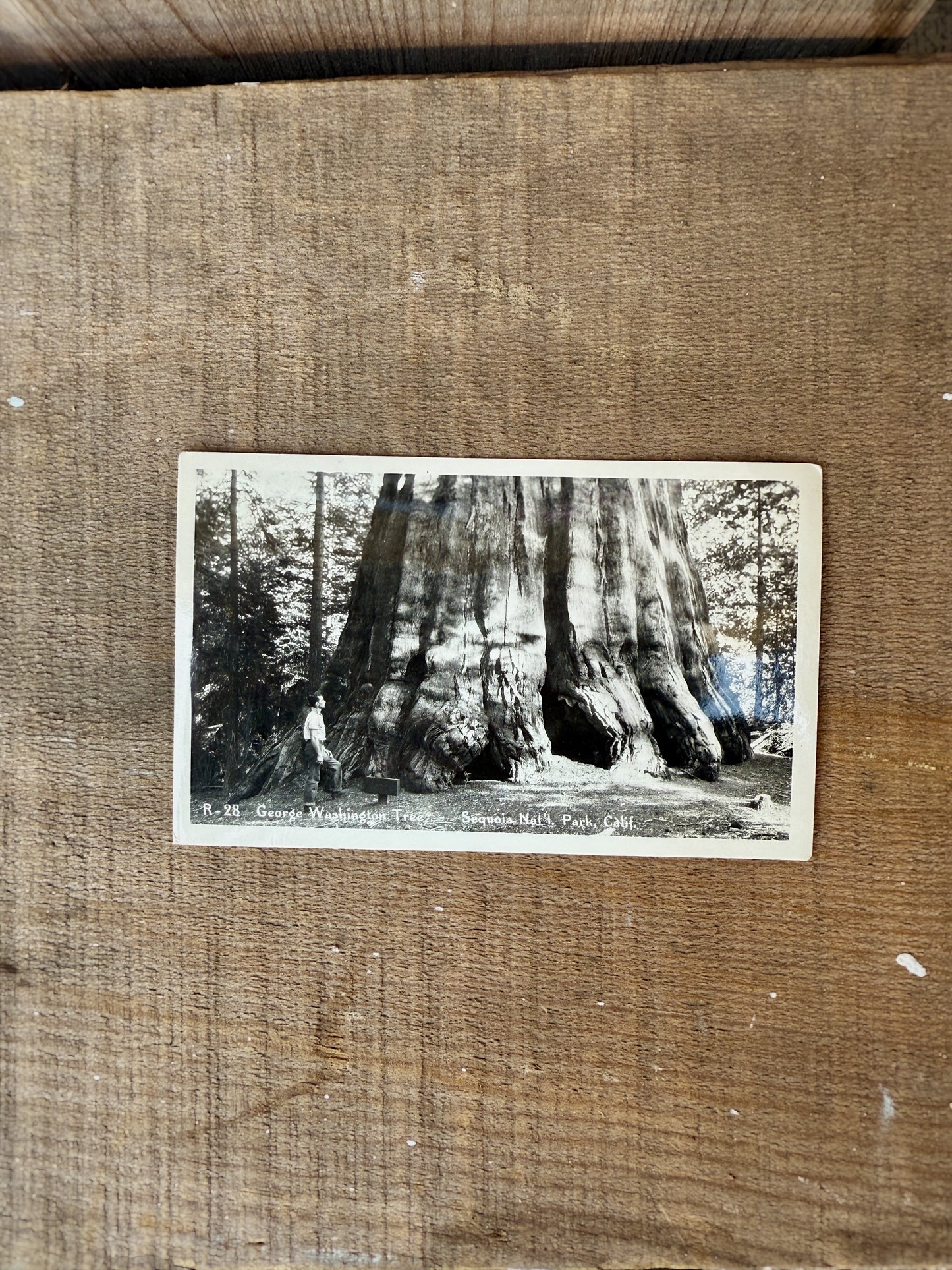 SEQUOIA NAT'L PARK VINTAGE POSTCARD