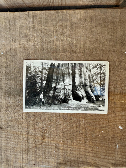 SEQUOIA NAT'L PARK VINTAGE POSTCARD