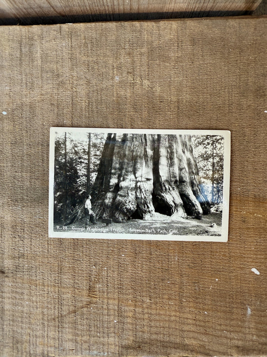 SEQUOIA NAT'L PARK VINTAGE POSTCARD