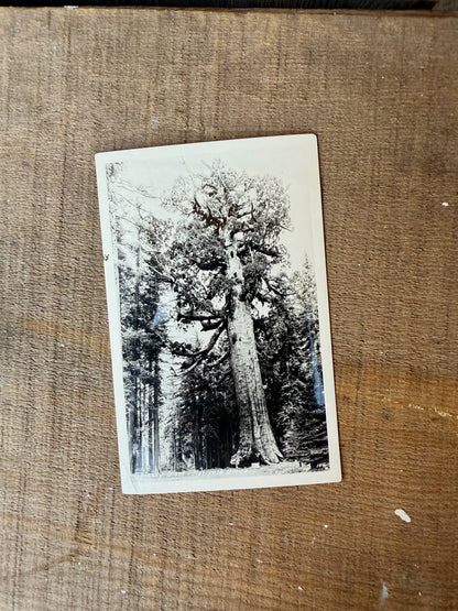 MARIPOSA GROVE VINTAGE POSTCARD