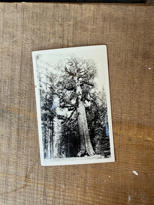 MARIPOSA GROVE VINTAGE POSTCARD